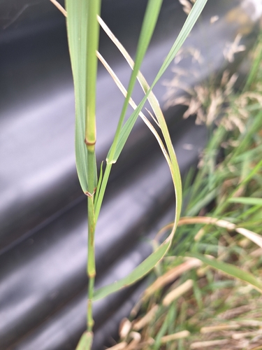 Smilo Grass