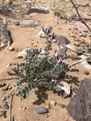 Astragalus tidestromii