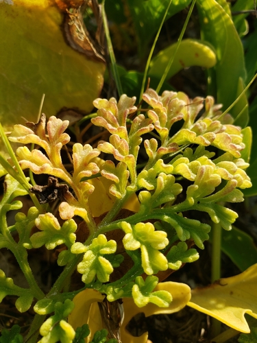 Coastal Ragweed