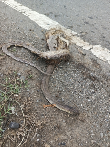 Sunda Rat Snake