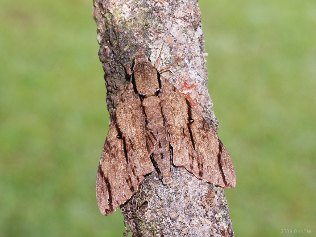 Cerberonoton rubescens