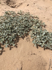 Penstemon albomarginatus