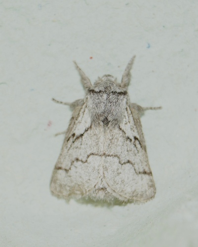 Trichiura crataegi