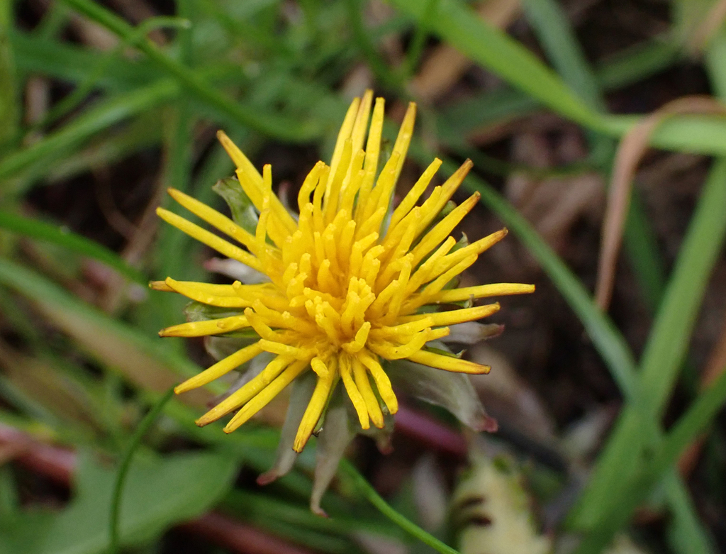 Dandelion