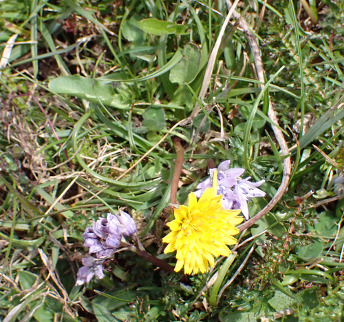 green-bracted dandelion (Taraxacum fulviforme)