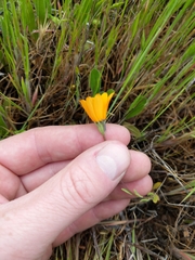 Calenduleae
