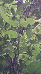 Weinmannia