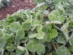 Trifolium