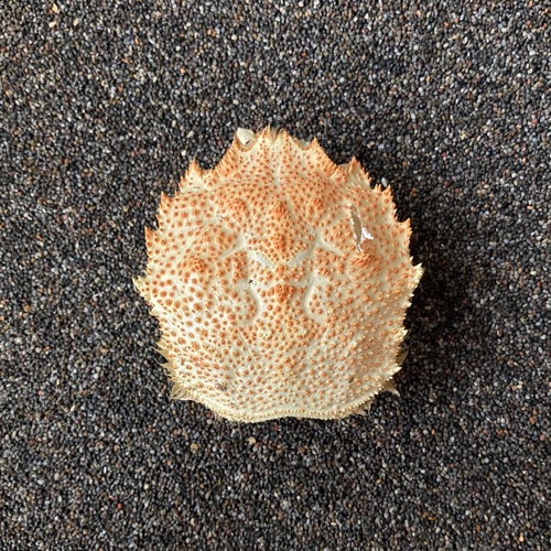 Erimacrus isenbeckii observed 2023-07-26
