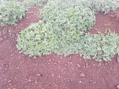 Trifolium