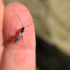 Earinus limitaris