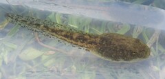 Iberian Midwife Toad photo 4
