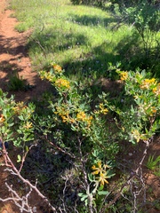 Acmispon dendroideus
