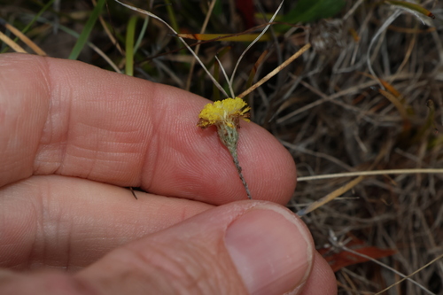 Image of Leptorhynchos squamatus by (c) Greg Tasney, some rights reserved (CC BY-SA)