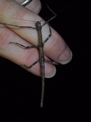 Phraortes stomphax