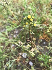 Amblyopappus pusillus