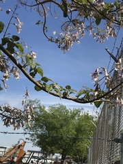 Paulownia tomentosa