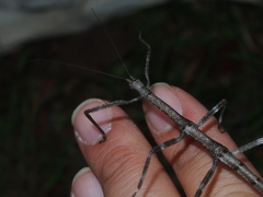 Phraortes stomphax