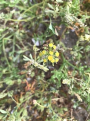 Amblyopappus pusillus
