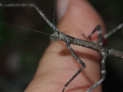 Phraortes stomphax
