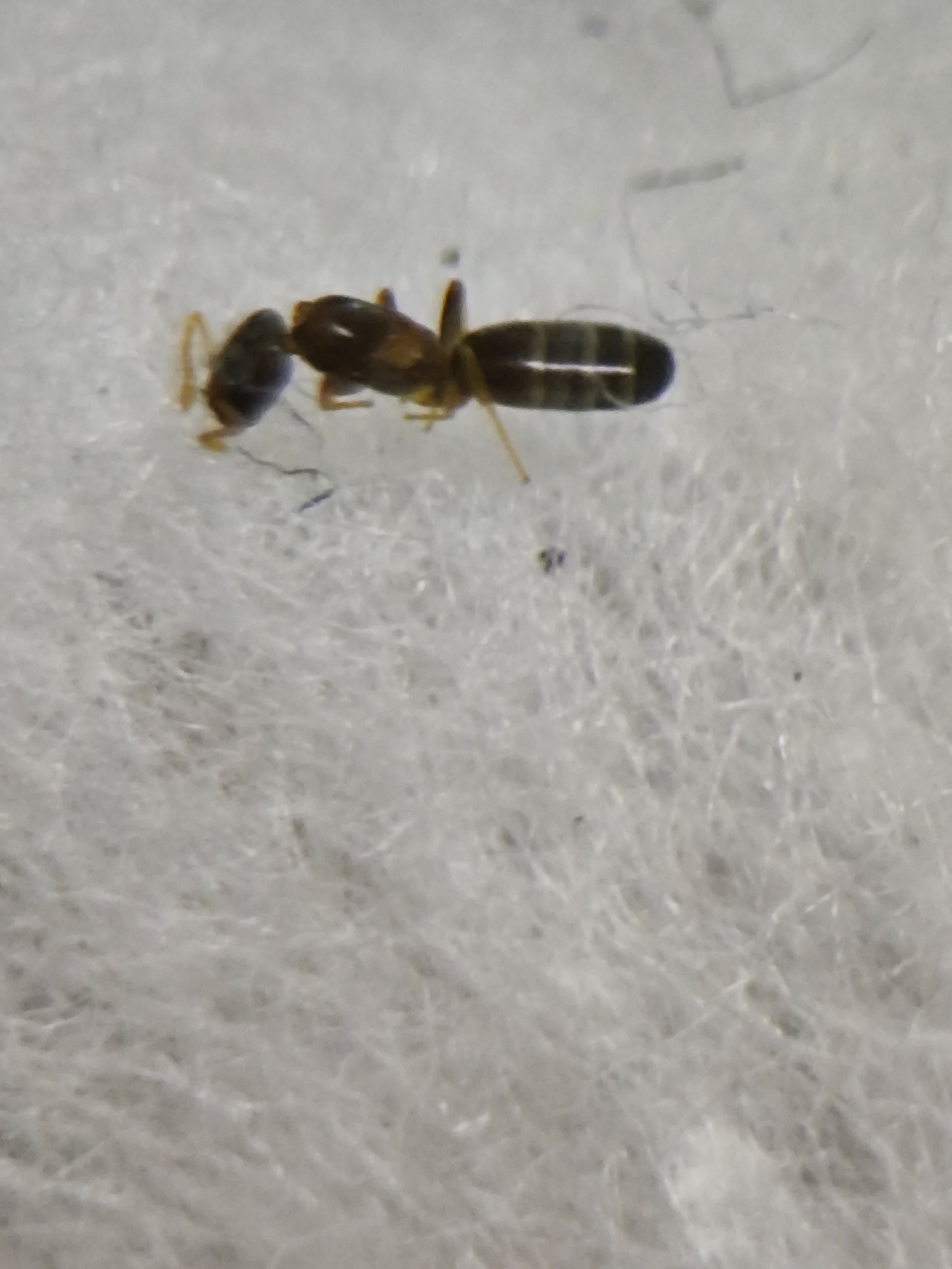 Tapinoma annandalei