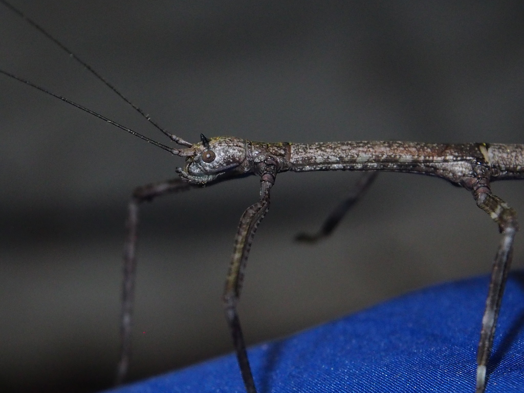 Phraortes stomphax