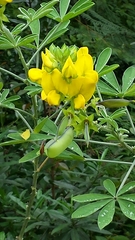 Crotalaria grahamiana image