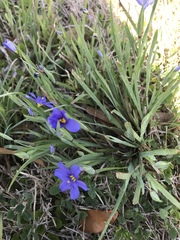 Sisyrinchium pruinosum