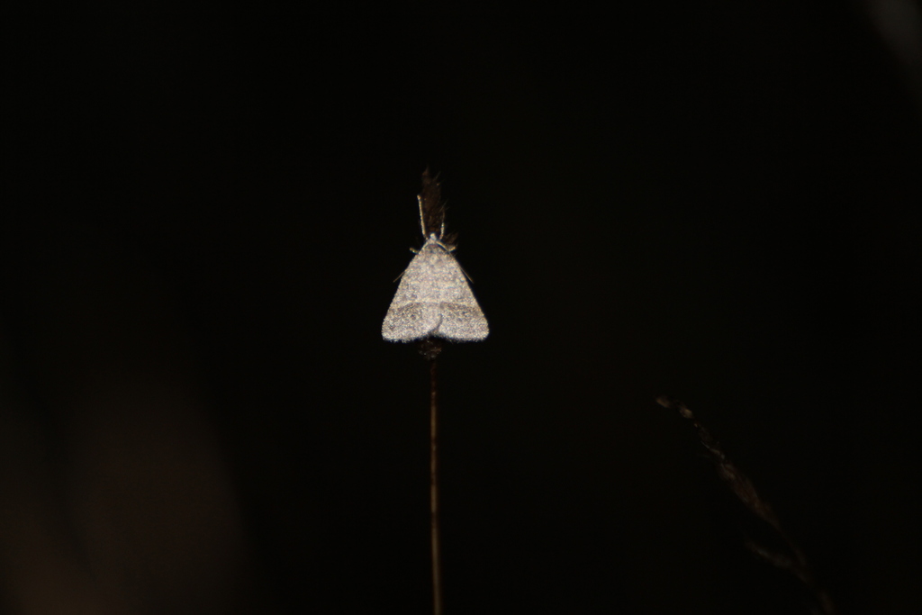 Petrophora narbonea