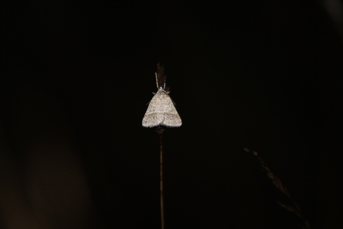 Petrophora narbonea