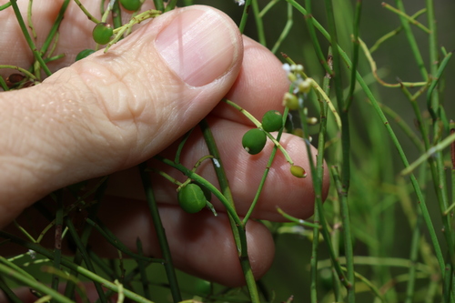 Image of Leptomeria drupacea by (c) Greg Tasney, some rights reserved (CC BY-SA)