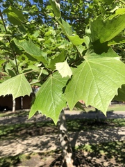 Platanus occidentalis