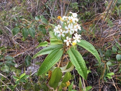 Miconia bicolor