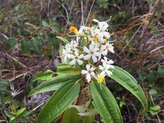 Miconia bicolor