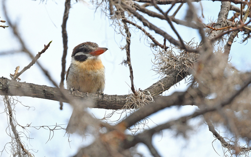 White-eared Puffbird