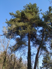 Pinus brutia pityusa