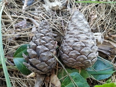 Pinus brutia pityusa