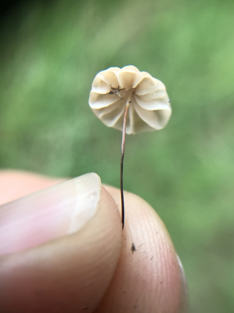 Marasmius siccus · December 2023 · photo: © tutitah (iNaturalist, cc0)