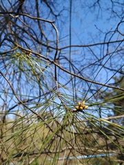 Pinus brutia pityusa