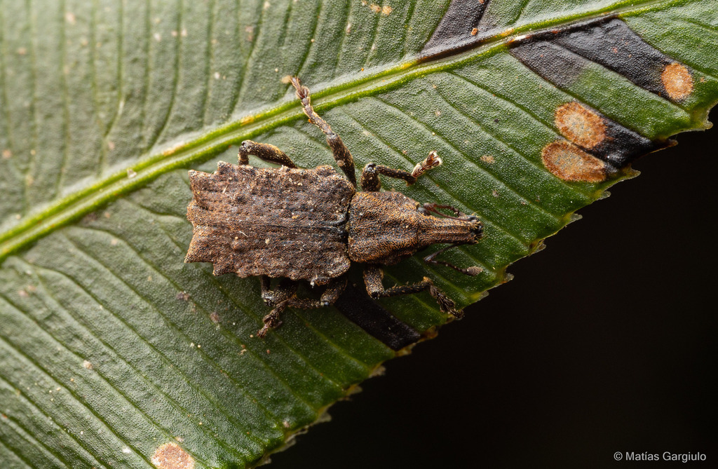 Germainiellus dentipennis
