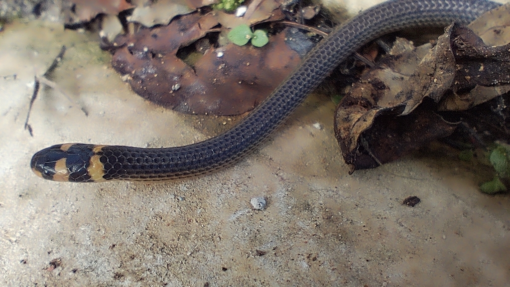 Owen Stanley Range Forest Snake
