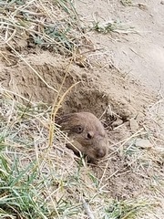 Cratogeomys castanops
