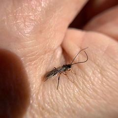 Earinus limitaris