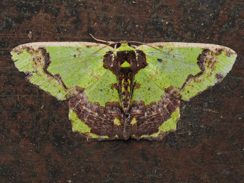 Agathia gigantea