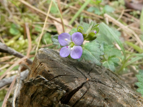 Veronica plebeia
