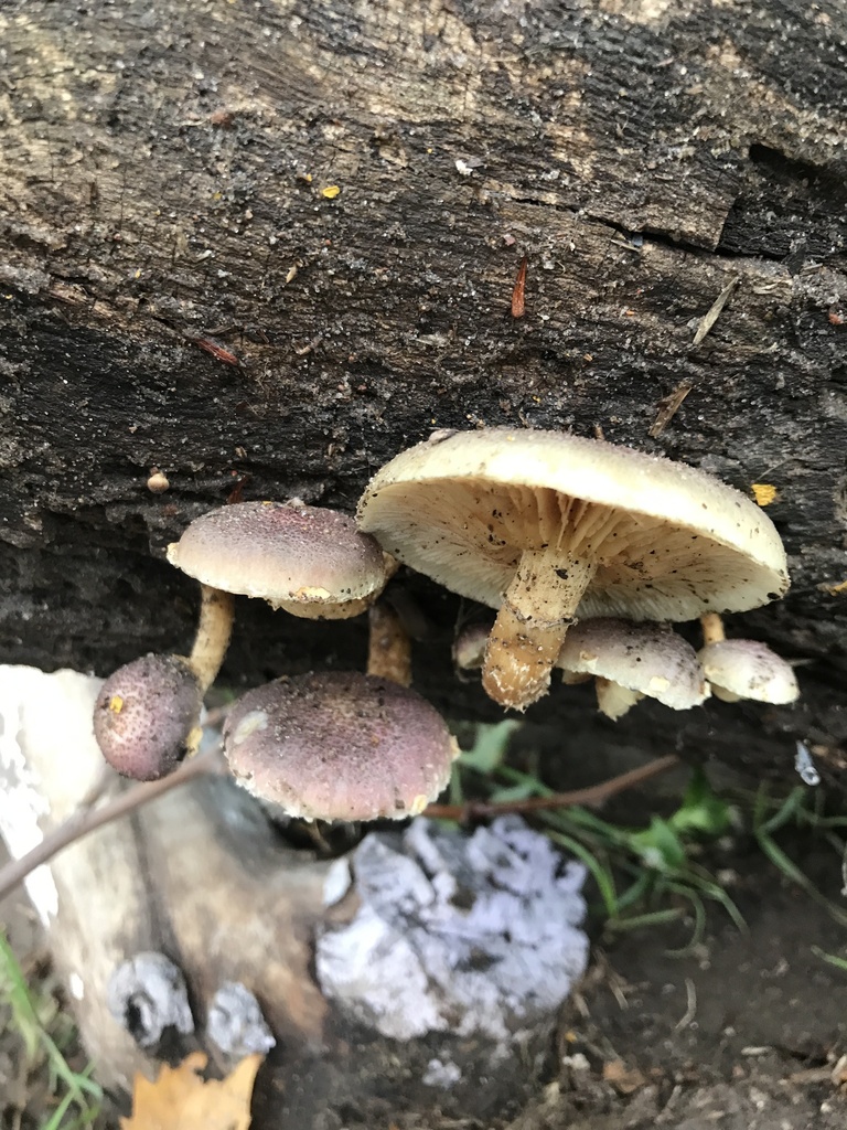 Gymnopilus luteofolius · December 2023 · photo: © tutitah (iNaturalist, cc0)
