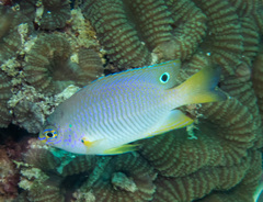 Eyespot Damselfish photo 2