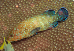 Andaman Hind photo 1