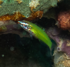 Batu Coris photo 4