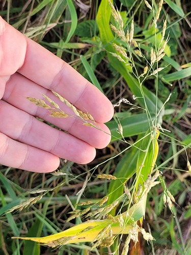 Sorghum × almum iNat (3)